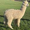 TOFT Nautilus Light Fawn Stud Male standing at TOFT Alpaca Stud